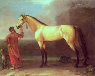 Dunfarvet berberhest (hest og arabisk staldkarl)